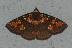 Saroba pustulifera