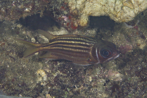 Dark-striped squirrelfish (Sargocentron praslin) — Holocentridae — 4