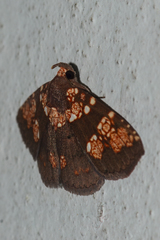 Saroba pustulifera