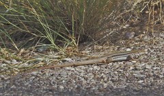 Aspidoscelis stictogrammus