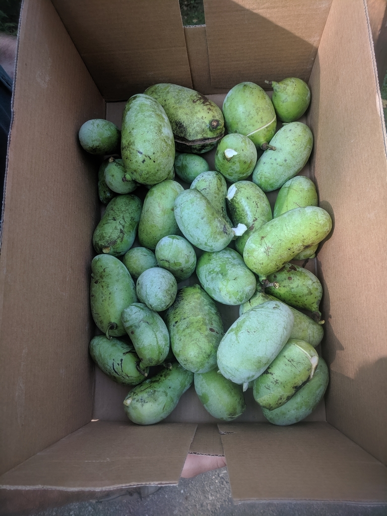 common pawpaw from Akron, OH 44313, USA on September 21, 2019 at 09:16 ...