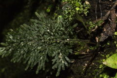 Hymenophyllum flexuosum