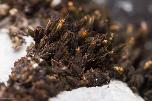 Orthotrichum kellmanii