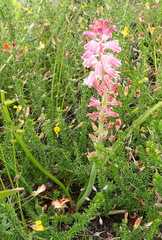 Lachenalia youngii