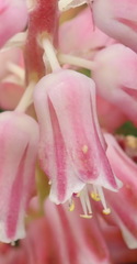 Lachenalia youngii