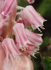 Lachenalia youngii