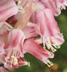 Lachenalia youngii