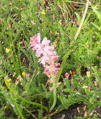 Lachenalia youngii
