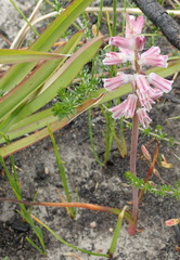 Lachenalia youngii