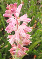 Lachenalia youngii