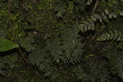 Hymenophyllum flexuosum