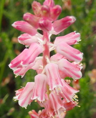 Lachenalia youngii