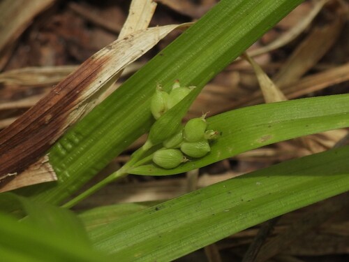 thicket sedge (Carex abscondita)