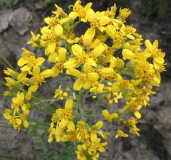 Senecio crenatus
