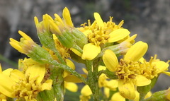 Senecio crenatus