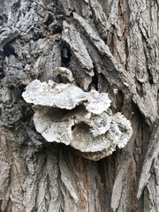 Cerioporus squamosus