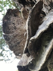 Cerioporus squamosus