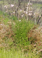 Senecio glastifolius