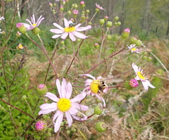 Senecio glastifolius