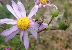 Senecio glastifolius