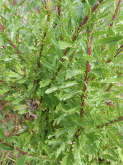 Senecio glastifolius