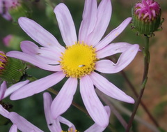 Senecio glastifolius