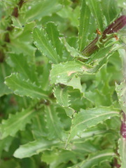 Senecio glastifolius