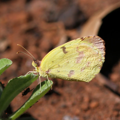Abaeis deva deva