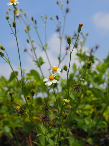 Bidens alba