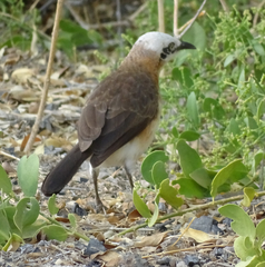 Turdoides gymnogenys
