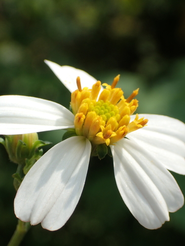 Bidens alba