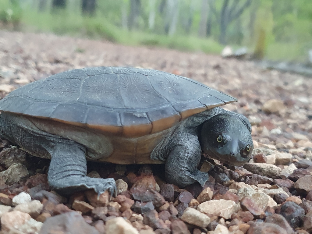 Darwin Snake-necked Turtle