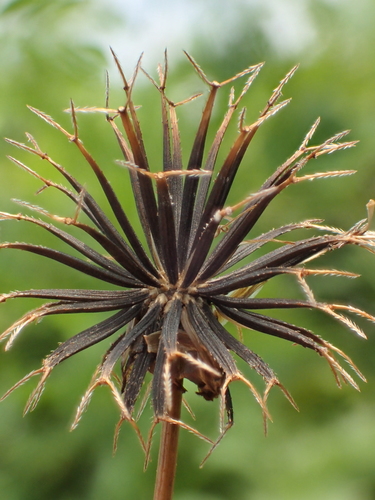 Bidens alba