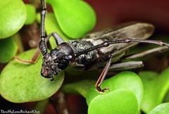 Tapinolachnus lacordairei