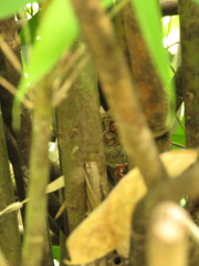 Tarsius supriatnai
