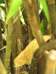 Tarsius supriatnai