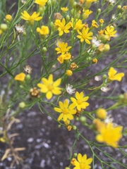Gutierrezia sphaerocephala
