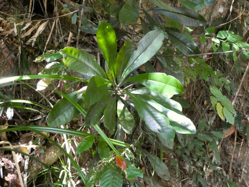 Australian pepper Tree (Zygogynum semecarpoides)