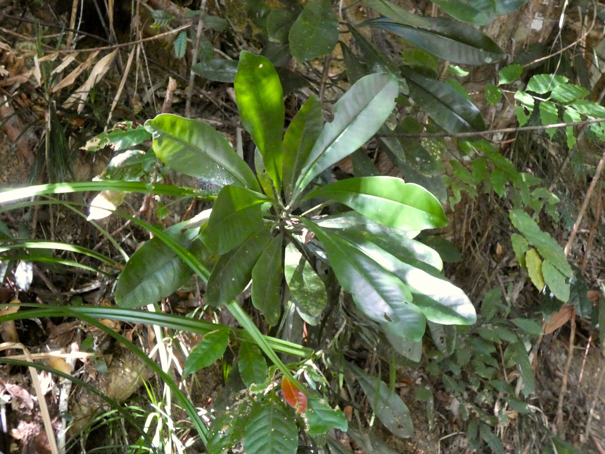 Australian Pepper Tree (Zygogynum semecarpoides)
