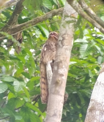 Nyctibius aethereus