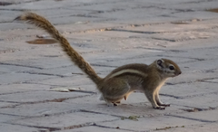 Funisciurus congicus