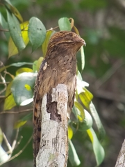Nyctibius aethereus