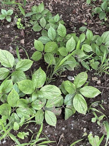 Chloranthus quadrifolius (Chloranthus quadrifolius)