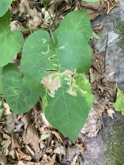 Scrobipalpula manierreorum