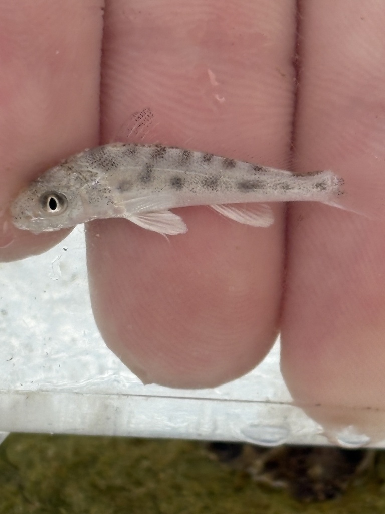 Southern kingcroaker (Menticirrhus americanus) — Sciaenidae