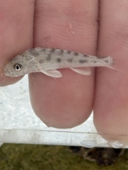 Southern Kingfish photo 3