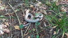 Vipera ammodytes