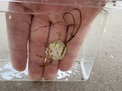 Lookdown photo 5