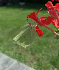 Gonepteryx rhamni