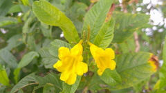 Tecoma castanifolia, photograph (c) Raúl A. Ruiz M., some rights reserved (CC BY)